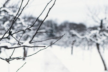 Strange branches covered with snow. Winter background.