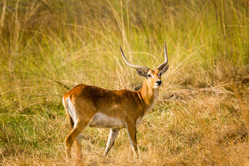 Red Lechwe