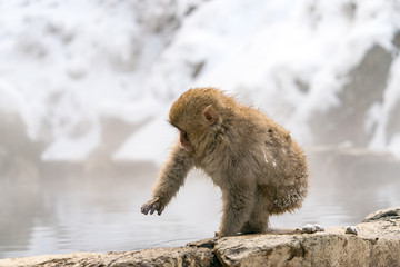 地獄谷のニホンザル　スノーモンキー