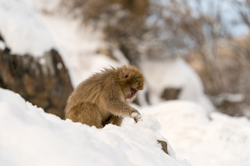 地獄谷のニホンザル　スノーモンキー
