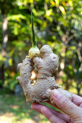 Woman's right hand holding Fresh ginger root or rhizome grows in bokeh green garden background, Close up shot, Herb and food concept