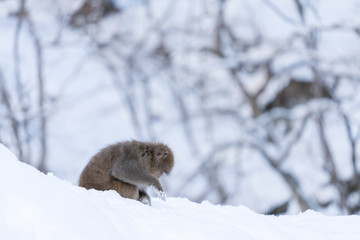 地獄谷のニホンザル　スノーモンキー