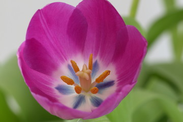 Obraz na płótnie Canvas violette tulpe 