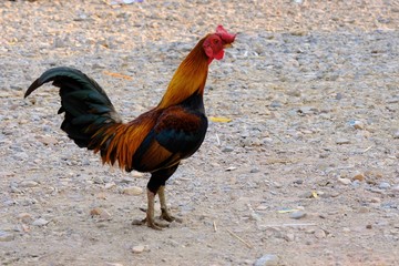 Fototapeta na wymiar Rooster with black fur, yellow mane, long tail, red face, standing outdoors