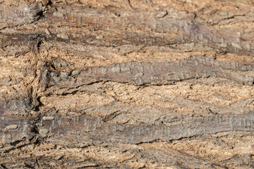 Brown wood texture. Abstract background, empty template, selective focus.