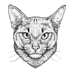 Hand drawn portrait of Abyssinian Cat.  Vector illustration isolated on white