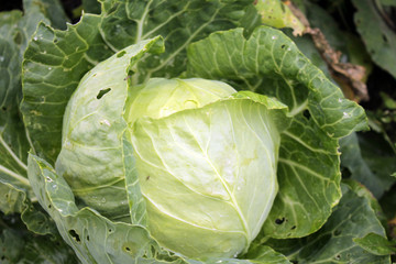  Head of cabbage with green leaves in the garden.