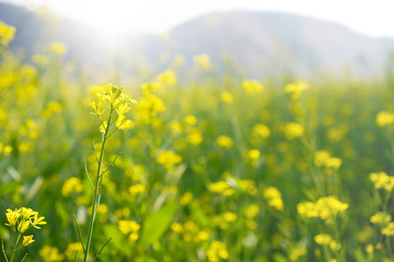 field of yellow mustard flowers ,selective focus