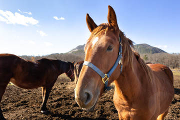 Obraz premium 日本の北海道東部・11月の牧場、放牧された馬