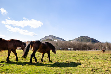 Fototapeta na wymiar 日本の北海道東部・11月の牧場、放牧された馬