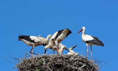 Eco musée d'Alsace, cigognes
