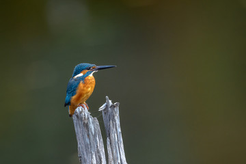 kingfisher standing on a branch - 322000471