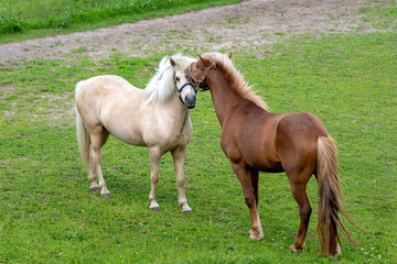 Icelandic horses in a green pasture prior to mating