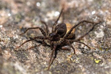 Large brown spider sitting on a rock in sunlight