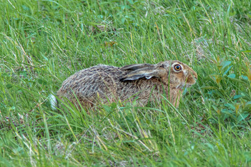 Scared Eurasian hare hiding in a green grass field.