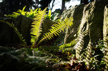 fern