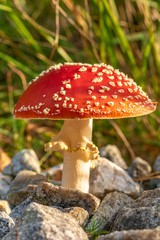 Close up of a red poisonous fly amanita mushroom