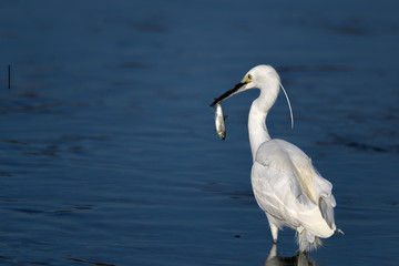 White egret holding a fish portrait