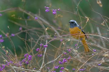 Daurian redstart on a branch with purple flowers