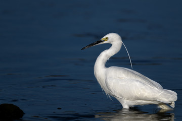 White egret portrait
