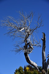 Dried tree in the  mountains of Madeira Island - view from the trial to Pico Ruivo.