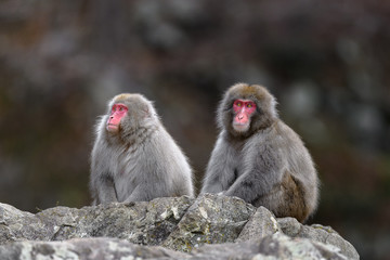 two Japanese snow monkey portrait during fall