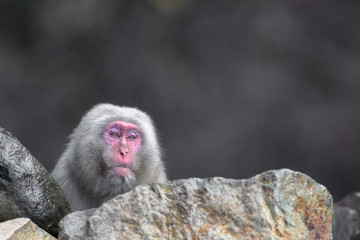 Japanese snow monkey portrait during fall