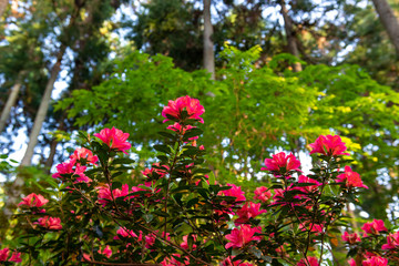 Fototapeta na wymiar 森の中で満開に咲いている赤いツツジ