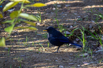 blue whistling thrush bird