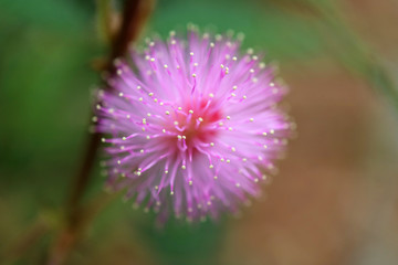 Closeup a Fluffy Pink Blooming Wild Mimosa Flower with Selective Focus and Blurred Background	