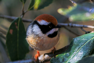 Shot of a black throated bush tit.