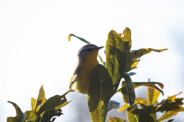 Shot of a leaf warblerlooking for food in the wild.