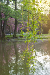 Willow branches with young leaves hanging down over water