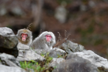 two Japanese snow monkey portrait during fall