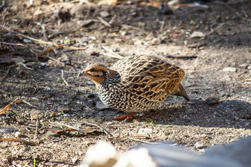 Shot of a female pheasant looking for food.