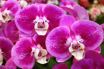 Fototapeta na wymiar Bunches of Vivid Magenta Blooming Orchid Flowers