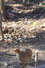 Shot of a female pheasant looking for food.
