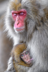 Japanese snow monkey baby cuddling with mother and drinking breast milk