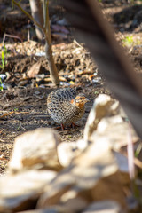 Shot of a female pheasant looking for food.