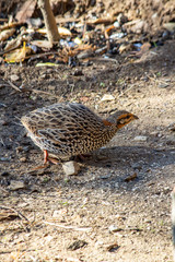 Shot of a female pheasant looking for food.