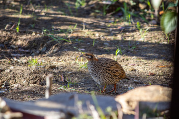 Female Pheasant looking for food.