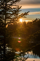 Fototapeta premium Sunrise. Sun reaches the top of the trees