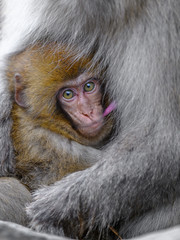 Japanese snow monkey baby cuddling with mother and drinking breast milk