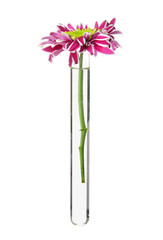 Test tube with flower on white background