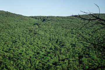 Green space under the blue sky. Big meadow. Valley in the gorge. Abundant vegetation. Beautiful background for your desktop.