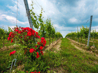 Fototapeta na wymiar Rows of vines with red roses