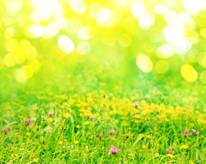 Spring nature background with green grass, wildflowers and bokeh