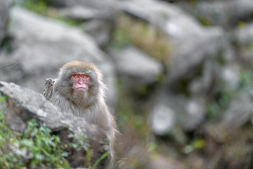Japanese snow monkey portrait