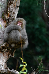 Japanese snow monkey on a tree
