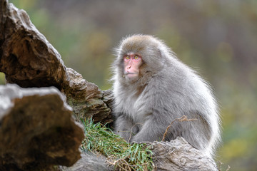Japanese snow monkey portrait